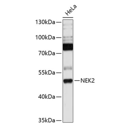 Western Blot - Anti-NEK2 Antibody (A90191) - Antibodies.com
