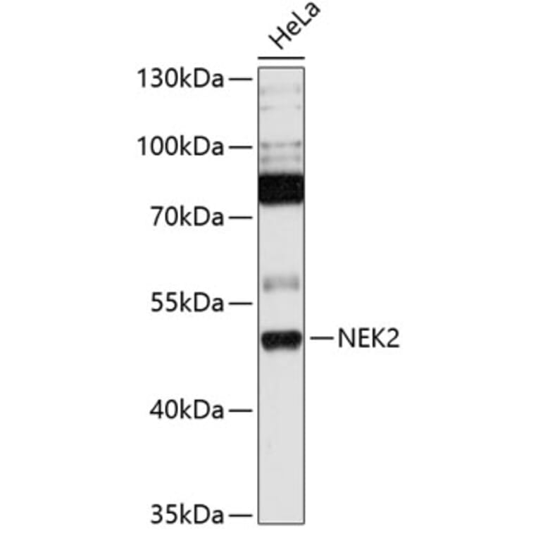 Western Blot - Anti-NEK2 Antibody (A90191) - Antibodies.com