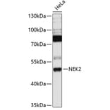 Western Blot - Anti-NEK2 Antibody (A90191) - Antibodies.com