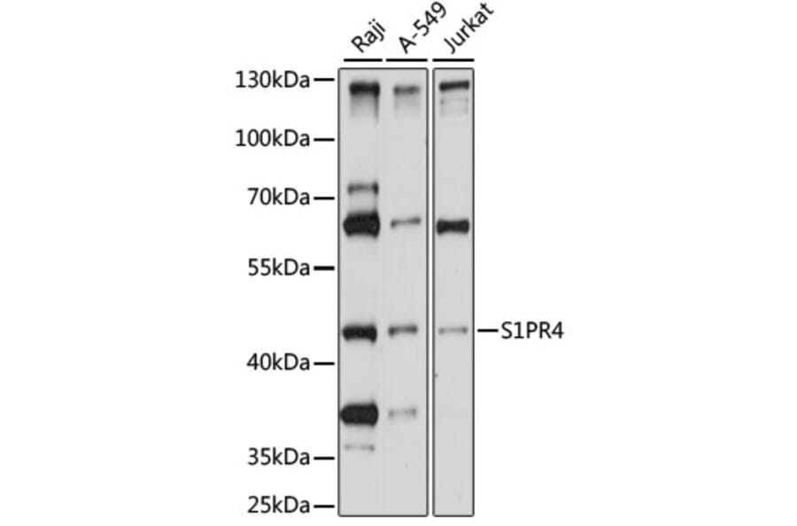 Western Blot - Anti-EDG6/S1PR4 Antibody (A90192) - Antibodies.com