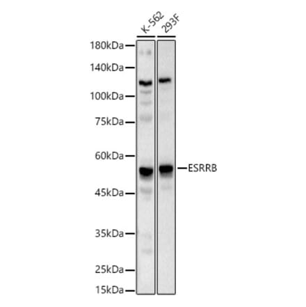 Western Blot - Anti-Estrogen Related Receptor beta Antibody (A90193) - Antibodies.com