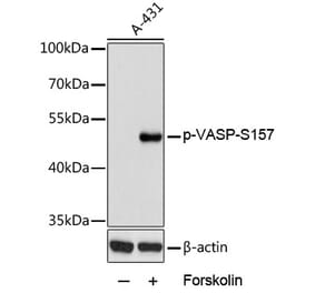 Western Blot - Anti-VASP (phospho Ser157) Antibody (A90197) - Antibodies.com