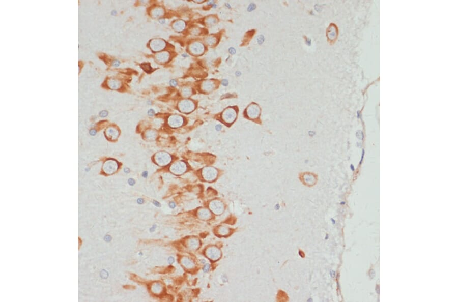 Immunohistochemistry - Anti-VASP (phospho Ser157) Antibody (A90197) - Antibodies.com