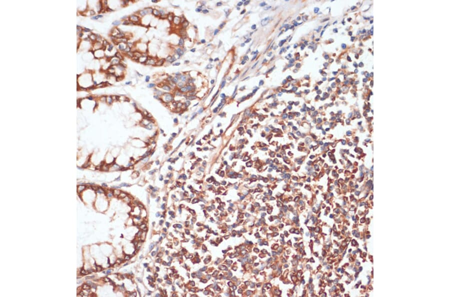 Immunohistochemistry - Anti-VASP (phospho Ser157) Antibody (A90197) - Antibodies.com