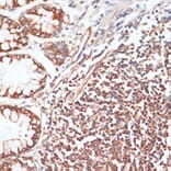 Immunohistochemistry - Anti-VASP (phospho Ser157) Antibody (A90197) - Antibodies.com