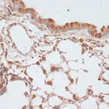 Immunohistochemistry - Anti-VASP (phospho Ser157) Antibody (A90197) - Antibodies.com