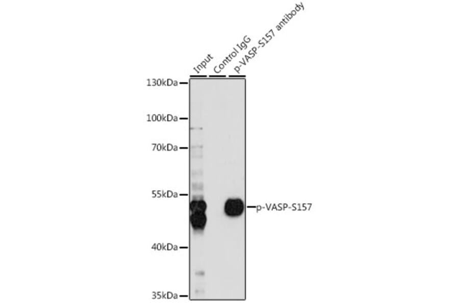 Western Blot - Anti-VASP (phospho Ser157) Antibody (A90197) - Antibodies.com