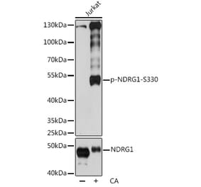 Western Blot - Anti-NDRG1 (phospho Ser330) Antibody (A90198) - Antibodies.com