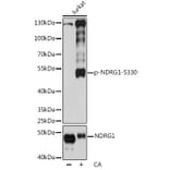 Western Blot - Anti-NDRG1 (phospho Ser330) Antibody (A90198) - Antibodies.com