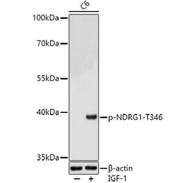 Western Blot - Anti-NDRG1 (phospho Thr346) Antibody (A90200) - Antibodies.com