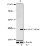 Western Blot - Anti-NDRG1 (phospho Thr346) Antibody (A90200) - Antibodies.com