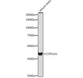 Western Blot - Anti-CYP11A1 Antibody (A90201) - Antibodies.com