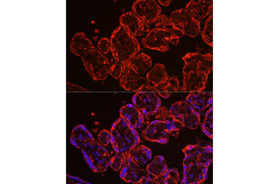 Immunofluorescence - Anti-CYP11A1 Antibody (A90201) - Antibodies.com