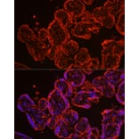 Immunofluorescence - Anti-CYP11A1 Antibody (A90201) - Antibodies.com