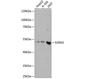 Western Blot - Anti-SCRN3 Antibody (A90202) - Antibodies.com