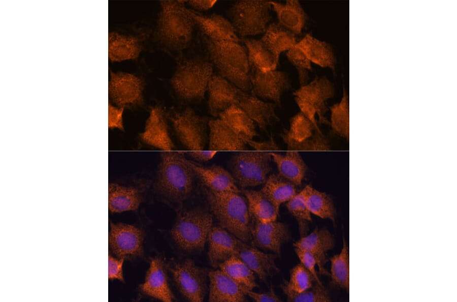 Immunofluorescence - Anti-SCRN3 Antibody (A90202) - Antibodies.com