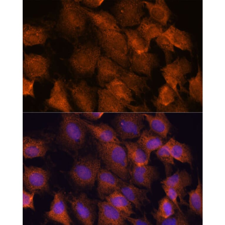 Immunofluorescence - Anti-SCRN3 Antibody (A90202) - Antibodies.com