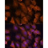 Immunofluorescence - Anti-SCRN3 Antibody (A90202) - Antibodies.com