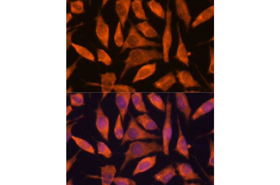 Immunofluorescence - Anti-SCRN3 Antibody (A90202) - Antibodies.com