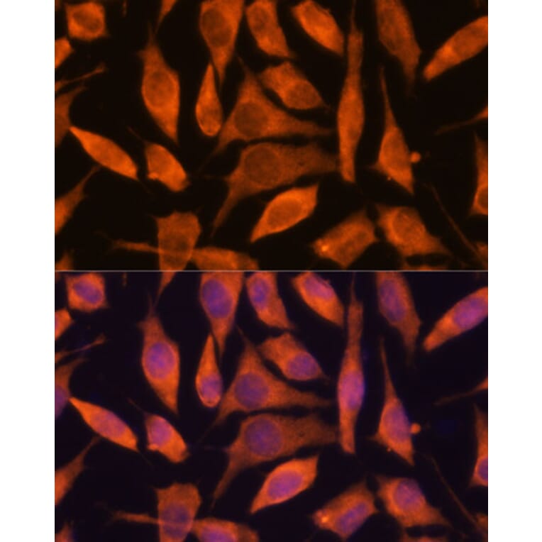 Immunofluorescence - Anti-SCRN3 Antibody (A90202) - Antibodies.com