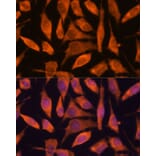 Immunofluorescence - Anti-SCRN3 Antibody (A90202) - Antibodies.com