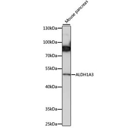 Western Blot - Anti-ALDH1A3 Antibody (A90205) - Antibodies.com