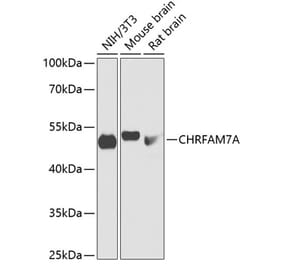 Western Blot - Anti-D-10 Antibody (A90206) - Antibodies.com