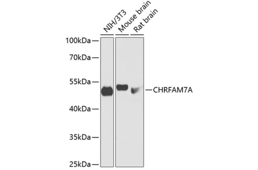 Western Blot - Anti-D-10 Antibody (A90206) - Antibodies.com