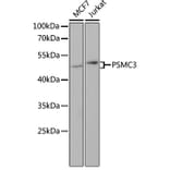 Western Blot - Anti-TBP-1 Antibody (A90209) - Antibodies.com