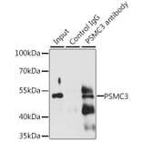Western Blot - Anti-TBP-1 Antibody (A90209) - Antibodies.com