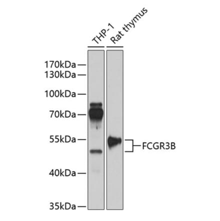 Western Blot - Anti-CD16b Antibody (A90217) - Antibodies.com