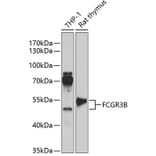 Western Blot - Anti-CD16b Antibody (A90217) - Antibodies.com