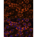 Immunofluorescence - Anti-ACAA2 Antibody (A90218) - Antibodies.com