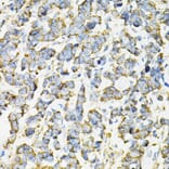 Immunohistochemistry - Anti-AdSS 2 Antibody (A90220) - Antibodies.com