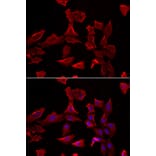 Immunofluorescence - Anti-AdSS 2 Antibody (A90220) - Antibodies.com