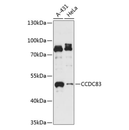 Western Blot - Anti-CCDC83 Antibody (A90223) - Antibodies.com
