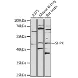 Western Blot - Anti-SHPK Antibody (A8823) - Antibodies.com