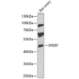 Western Blot - Anti-SPDEF/PSE Antibody (A90229) - Antibodies.com