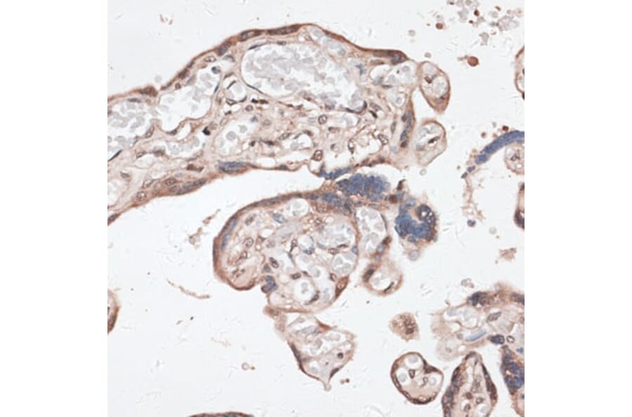 Immunohistochemistry - Anti-SPDEF/PSE Antibody (A90229) - Antibodies.com