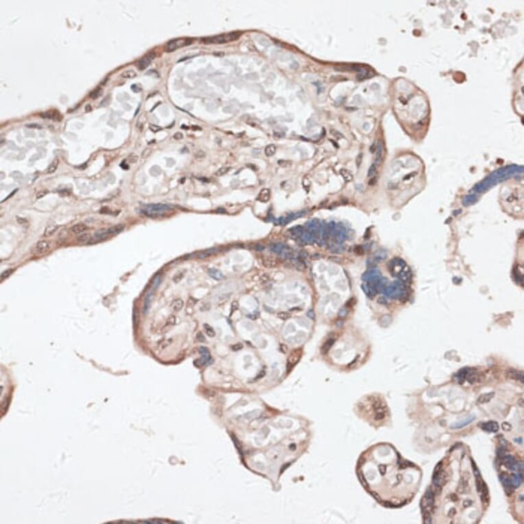 Immunohistochemistry - Anti-SPDEF/PSE Antibody (A90229) - Antibodies.com
