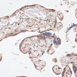 Immunohistochemistry - Anti-SPDEF/PSE Antibody (A90229) - Antibodies.com