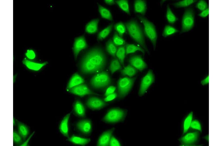 Immunofluorescence - Anti-SPDEF/PSE Antibody (A90229) - Antibodies.com