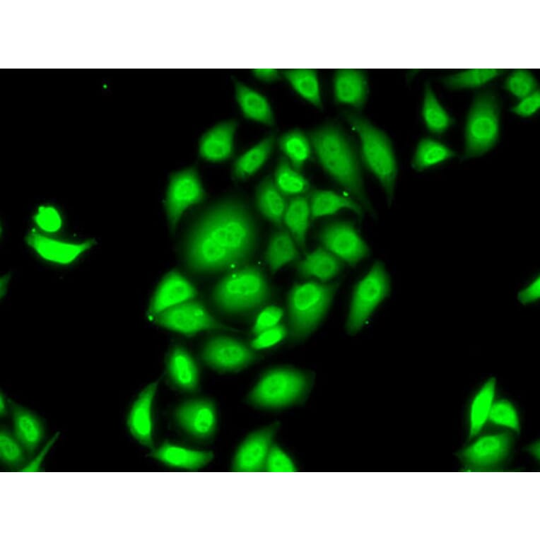 Immunofluorescence - Anti-SPDEF/PSE Antibody (A90229) - Antibodies.com