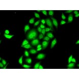 Immunofluorescence - Anti-SPDEF/PSE Antibody (A90229) - Antibodies.com