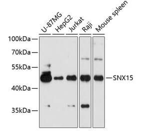 Western Blot - Anti-SNX15 Antibody (A90230) - Antibodies.com