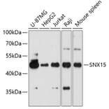 Western Blot - Anti-SNX15 Antibody (A90230) - Antibodies.com