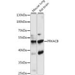 Western Blot - Anti-PKA beta Antibody (A90232) - Antibodies.com