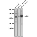 Western Blot - Anti-AZIN2 Antibody (A90233) - Antibodies.com