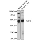 Western Blot - Anti-AZIN2 Antibody (A90234) - Antibodies.com