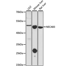 Western Blot - Anti-NECAB3 Antibody (A90235) - Antibodies.com